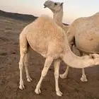 حشو للبيع العدد 2 العمر6شهور الموقع العش