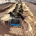 برابر صومالية جملة وتفريد بأسعار مناسبة