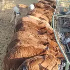 سواكن مرابي جمله وتفريد