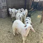 خرفان كفو ومشروطه