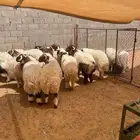 ذبايح نعيم .. متوفر خدمة تمارا ( الرياض مخرج 36 )