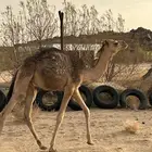 بكره للبيع على الحليب