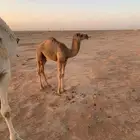 حوار طيب