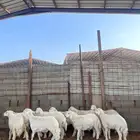 خرفان ورخال حريات