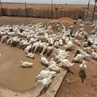بطط