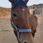 حصان شعبي
