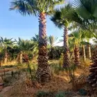 نخل واشنطن وعربي واشجار