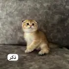 كتن سكوتش فولد قولد