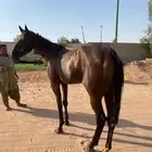 حصان انقليزي للبيع