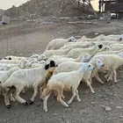 طليان ورخال حرية