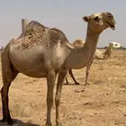 عشرا سديس حدرها قعود