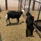 بهم نجدي