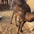 حشو للبيع
