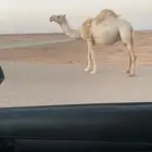 لقحه وضحى كفو