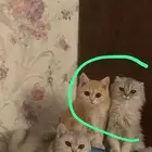 سكوتش ستريت