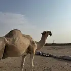 بعير للبيع