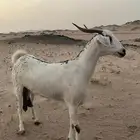عنز بيشيه