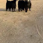 معزا عوارض مسحوبه عيالها