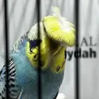 بادجي هوقو