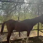 خيل انقليزي سبب البيع عدم التفرغ