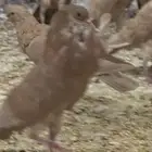 للبيع حمام نفاخ قلم