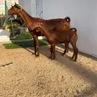 معزا محايلي