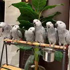 متجر ببغائي