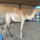 بكره هجن