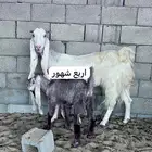 تيس هولندي اربع شهور جفره هولنديه معزا معزه فحل