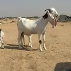 تم البيع تم البيع