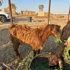 تيس فل العمر 7 شهور تقريبا