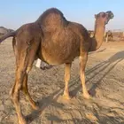 ناقه حمراء لقحه