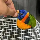 ببغاء   لوري للبيع