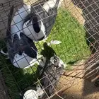 حمام بكستاني و فرنسي