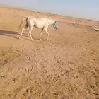 حصان
