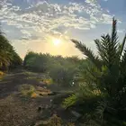 مزرعة للبيع شجوى بالمدينة المنورة