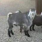 تيس صنف كفو