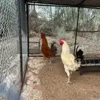 3 ديوك بلديه للبيع