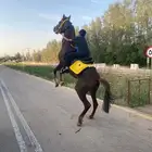 حصان شعبي