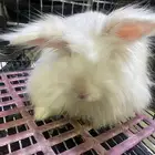 للبيع أرنب هولندي لطيف