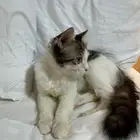 قطة للتبني