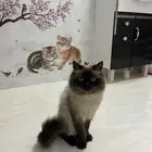 قطط