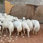 طليان للبيع