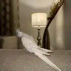 طير كروان مفقود التحلية