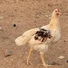دجاج لوهمان