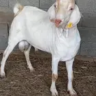تيس هجين بيشي على بورقت