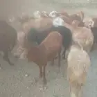 للبيع خرفان سواكني