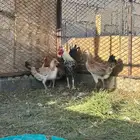 للبيع دجاج الدوادمي