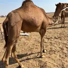 ناقه ساحليه