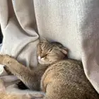 قطه للتبني سكوتش فولد